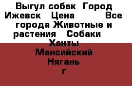 Выгул собак. Город Ижевск › Цена ­ 150 - Все города Животные и растения » Собаки   . Ханты-Мансийский,Нягань г.